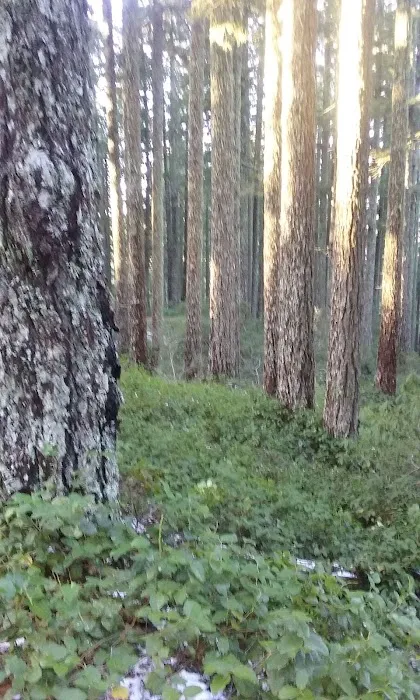 Elko Dispersed Camping Picture 5