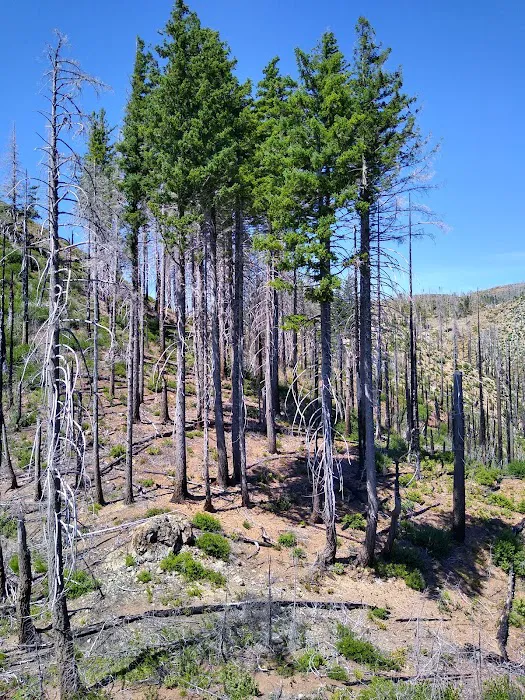 Snow Camp Lookout Picture 9