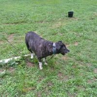 Dawson's Mobile Home Park ico