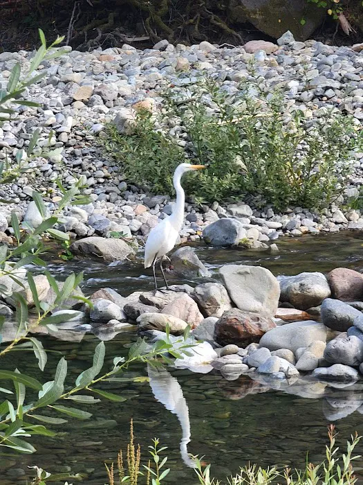 South Fork Camps Campground Picture 3