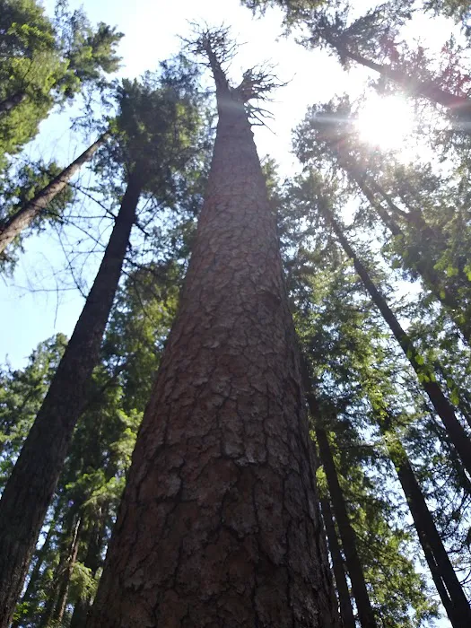 Big Pine Campground Picture 5