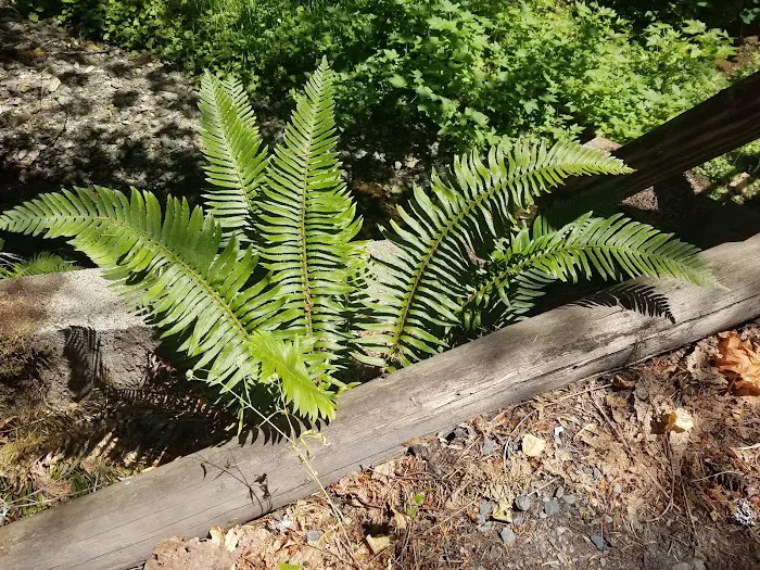 Big Pine Campground Picture 6