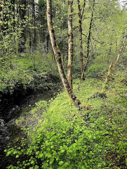 Secret Creek Campground Picture 9