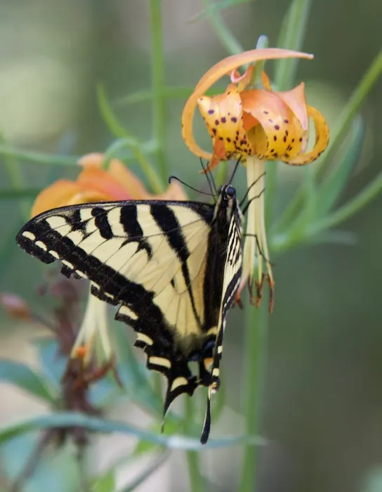 Spalding Pond Campground Picture 5