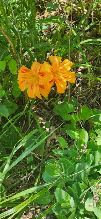 Sherwood Forest MHC Picture 10