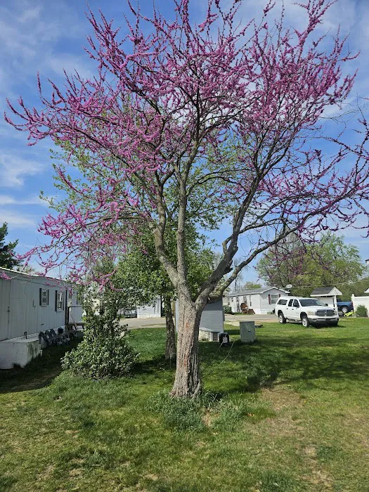 Jackson Mobile Home Park Picture 8