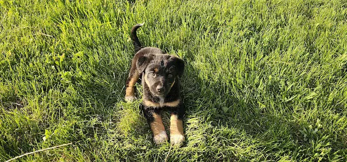 Willow Creek Campground Picture 10