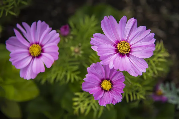 West Glacier KOA Resort Picture 2