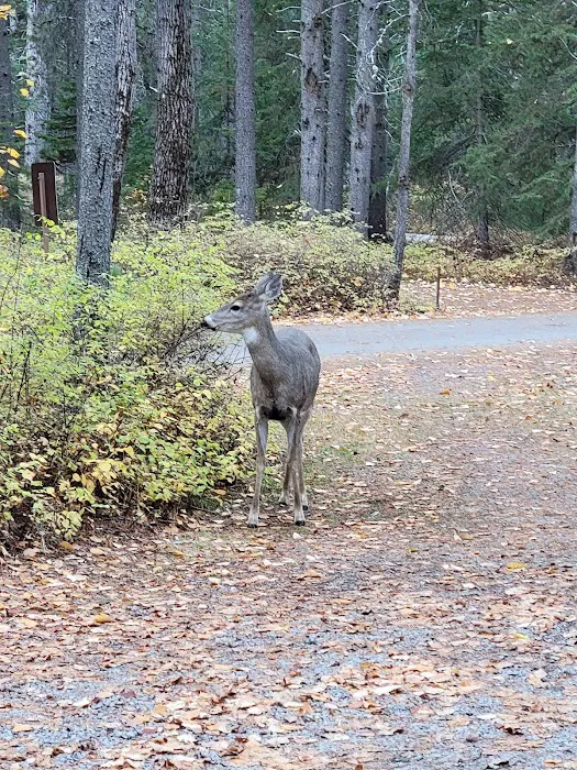 Apgar Campground Picture 5