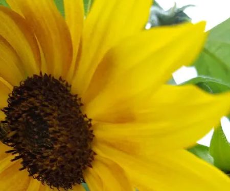 Coach Light Estates Mobile Home Park and Sales