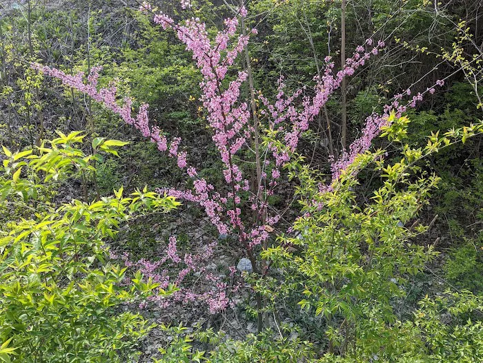 Wells Street Mobile Home Park Picture 1