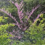 Wells Street Mobile Home Park