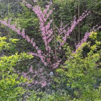 Wells Street Mobile Home Park ico