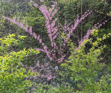 Wells Street Mobile Home Park