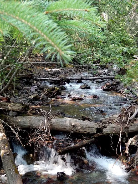 Head Bowman Lake Campground Picture 1