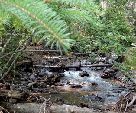 Head Bowman Lake Campground