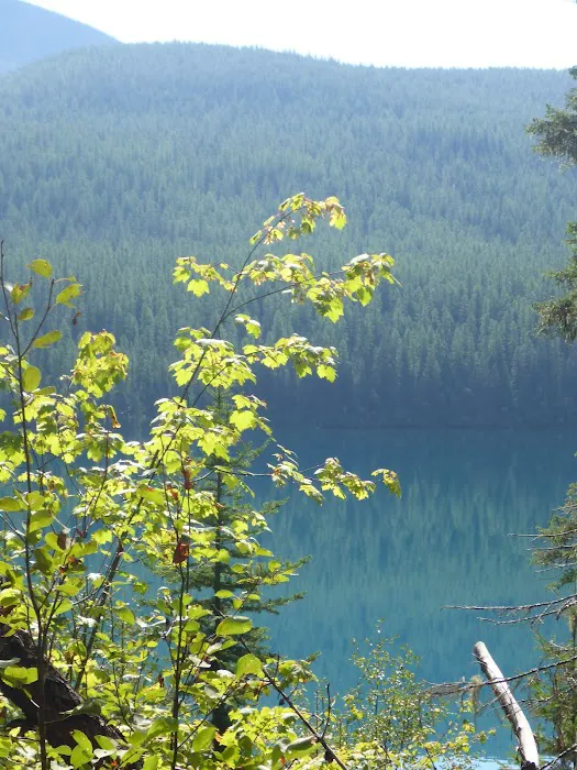 Head Bowman Lake Campground Picture 4