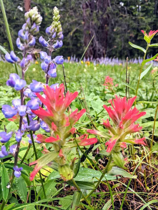 Larry Creek Group Campground Picture 5