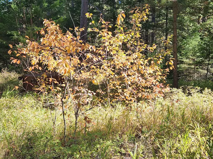 Charles Waters Campground Picture 10