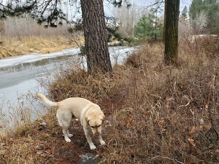 Chief Looking Glass Campground Picture 5