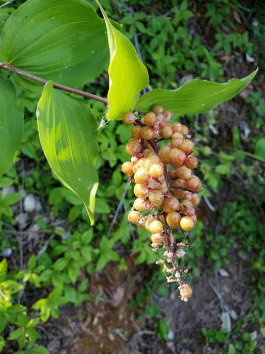 Japanese Bombing Site Trailhead (recgovnpsdata) Picture 8