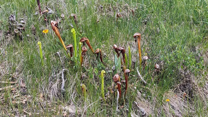 Little Falls Campground Picture 5