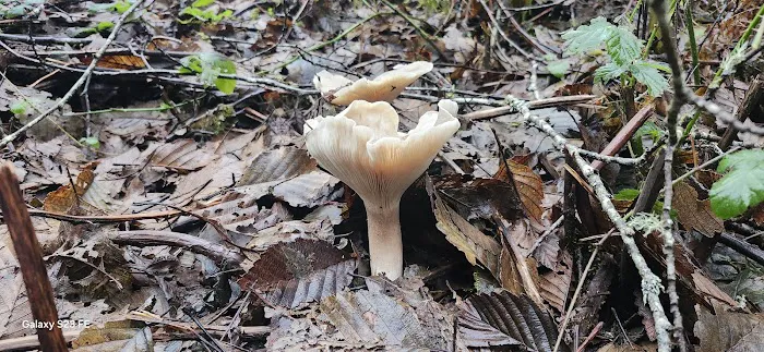 Ludlum Campground Picture 2