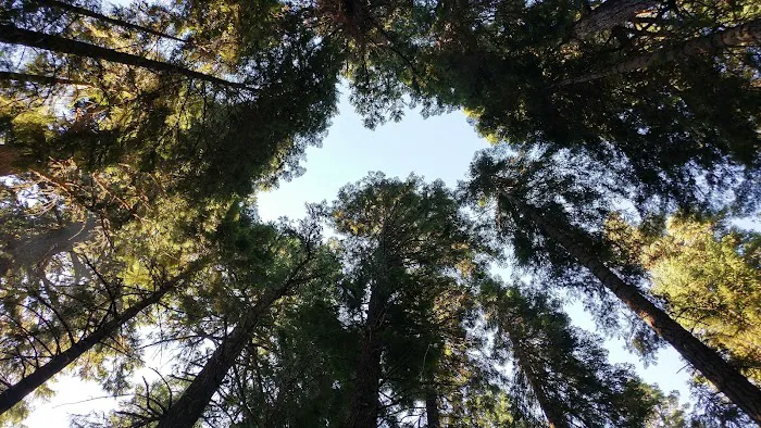 Aspen Point Campground - Lake of the Woods Picture 5