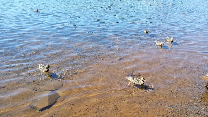 Aspen Point Campground - Lake of the Woods Picture 3