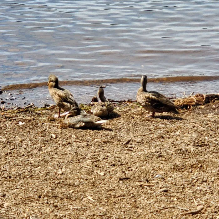 Aspen Point Campground - Lake of the Woods Picture 10