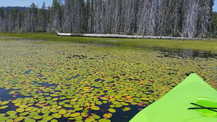Aspen Point Campground - Lake of the Woods Picture 9