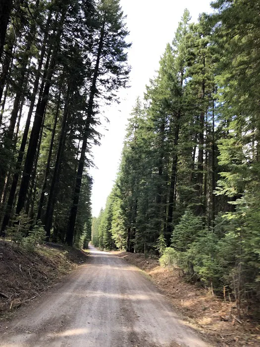 Aspen Point Campground - Lake of the Woods Picture 6