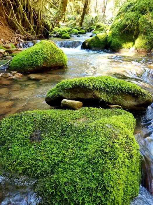 Whiskey Springs Campground Picture 5