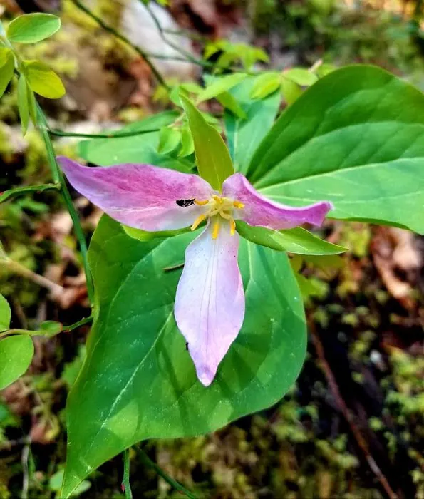 Whiskey Springs Campground Picture 3