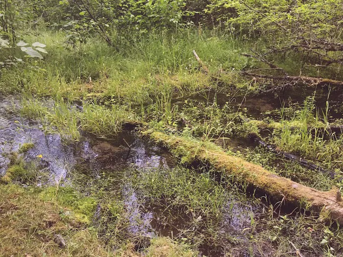 Whiskey Springs Campground Picture 9