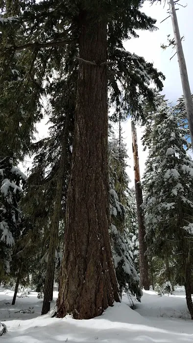 South Brown Mountain Shelter Picture 3
