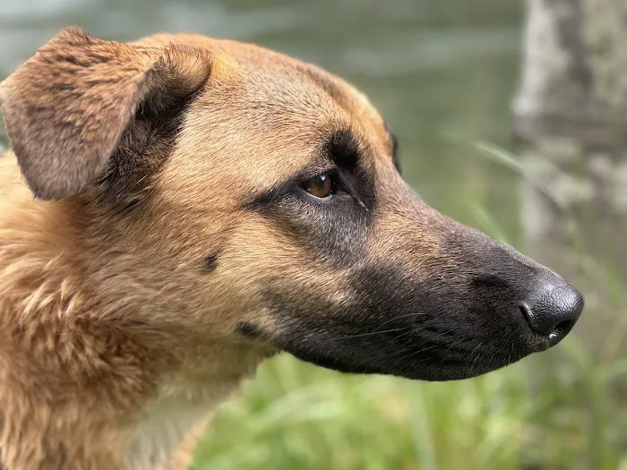 Jackson Campground on the Applegate River Picture 1