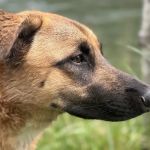 Jackson Campground on the Applegate River