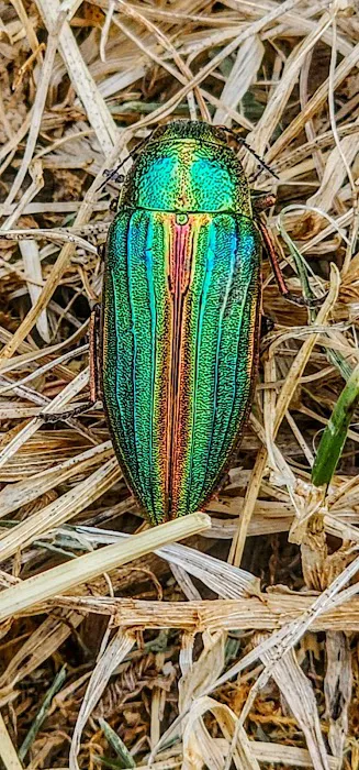 Applegate Lake Picture 8