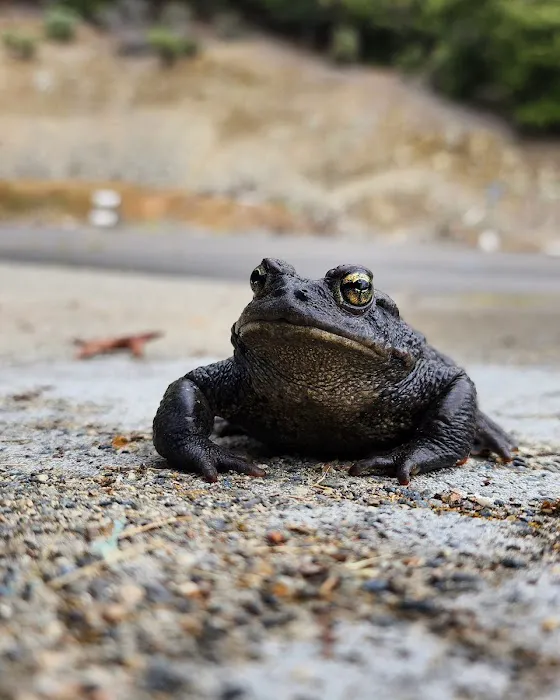 Applegate Lake Picture 9