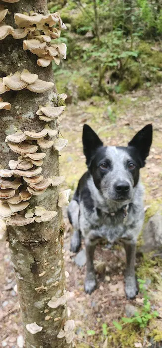 Applegate Lake Hart-Tish Park Picture 5
