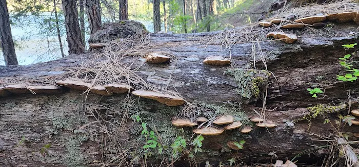 Applegate Lake Hart-Tish Park Picture 6