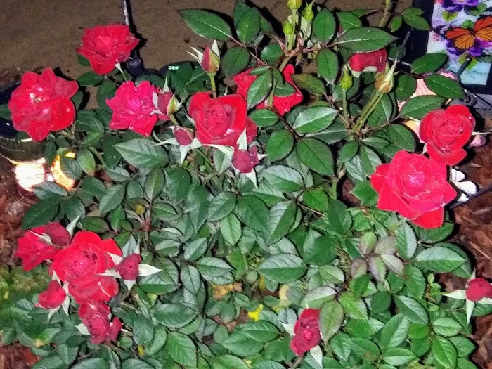 My Place at Twin Valley Picture 1