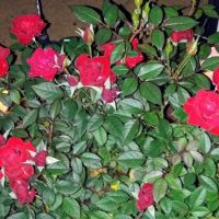 My Place at Twin Valley ico