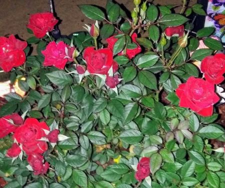 My Place at Twin Valley