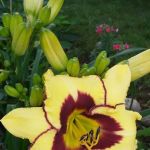 Birchwood Estates Mobile Home Community