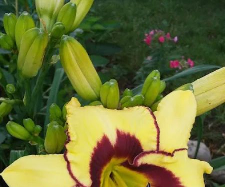 Birchwood Estates Mobile Home Community