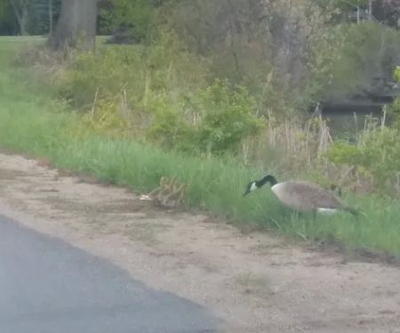 Washburn Lake Village MHC