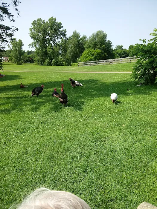 Camp Turkeyville RV Resort Picture 4
