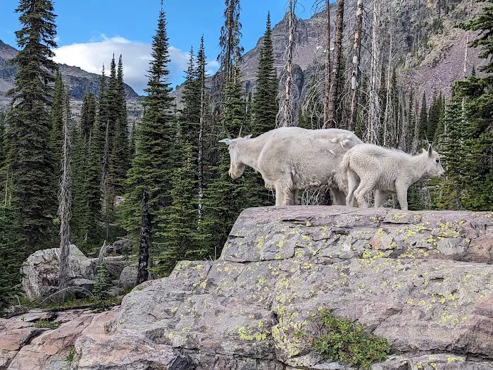 Sperry Chalet Campground Picture 8